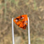 Deep Orange Citrine: 2.90 CTS Trillion Cut Gemstone - Splendor Gems